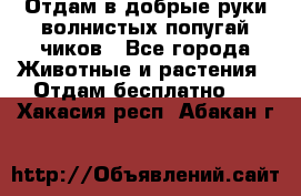 Отдам в добрые руки волнистых попугай.чиков - Все города Животные и растения » Отдам бесплатно   . Хакасия респ.,Абакан г.